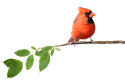 cardinal