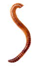 earth worm